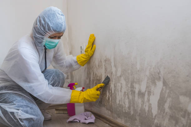 Best Commercial Mold Removal  in South Kensington, MD