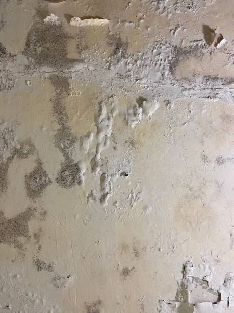 Best Mold Remediation  in South Kensington, MD