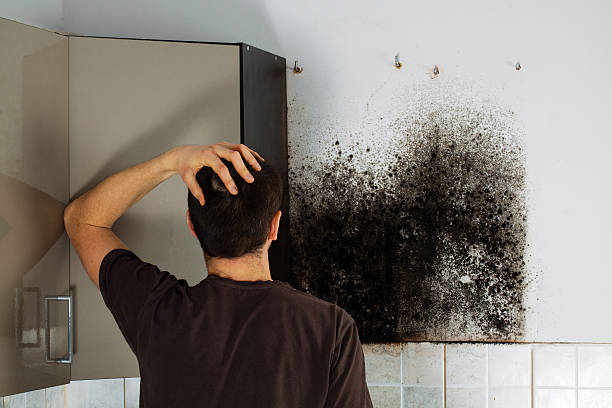 Best Home Mold Removal  in South Kensington, MD