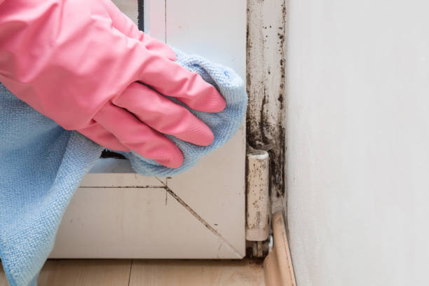 Best Residential Mold Removal  in South Kensington, MD